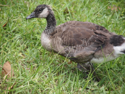 [One goslings walks through the grass. The front of its and and its neck are a dark brown. Its body feathers are medium brown white its white rump continues to grow.]